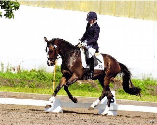 Pferd Eglerio (Trakehner, 2008, von Exclusiv)