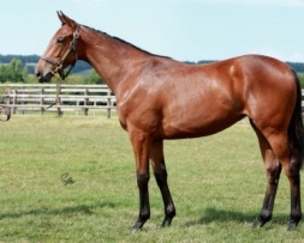 broodmare Zuckerfee xx (Thoroughbred, 2015, from Reliable Man xx)