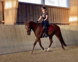 dressage horse Don Galiano (Hanoverian, 2010, from Don Laurie II)