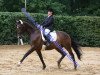 dressage horse Montagu (Trakehner, 2001, from Monteverdi)