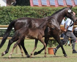 dressage horse Hengst von Sunday (Westphalian, 2012, from Sunday)