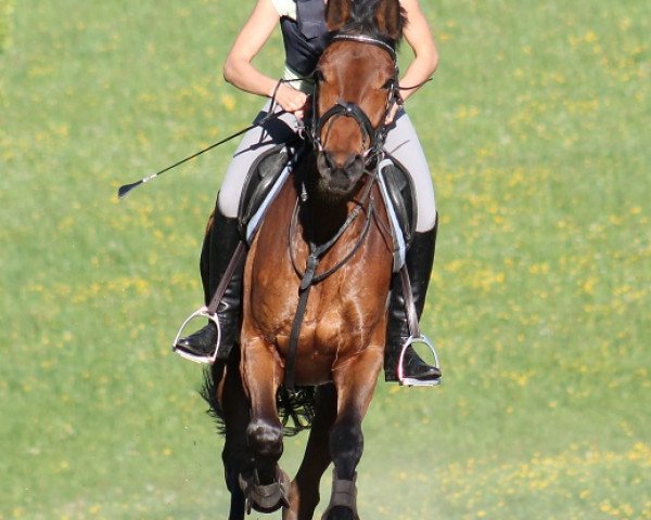 Pferd Batida de Coco (Trakehner, 2007, von Heops)