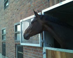 broodmare Roxett Magic (Westphalian, 2004, from Roh Magic)