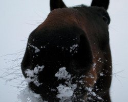 broodmare Pamina (Saxony-Anhaltiner, 1995, from Paradiesvogel)