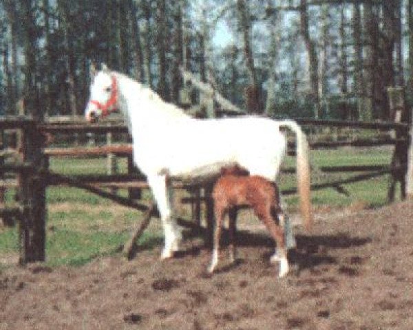 broodmare Bijou X (Oldenburg, 1976, from Inschallah AA)