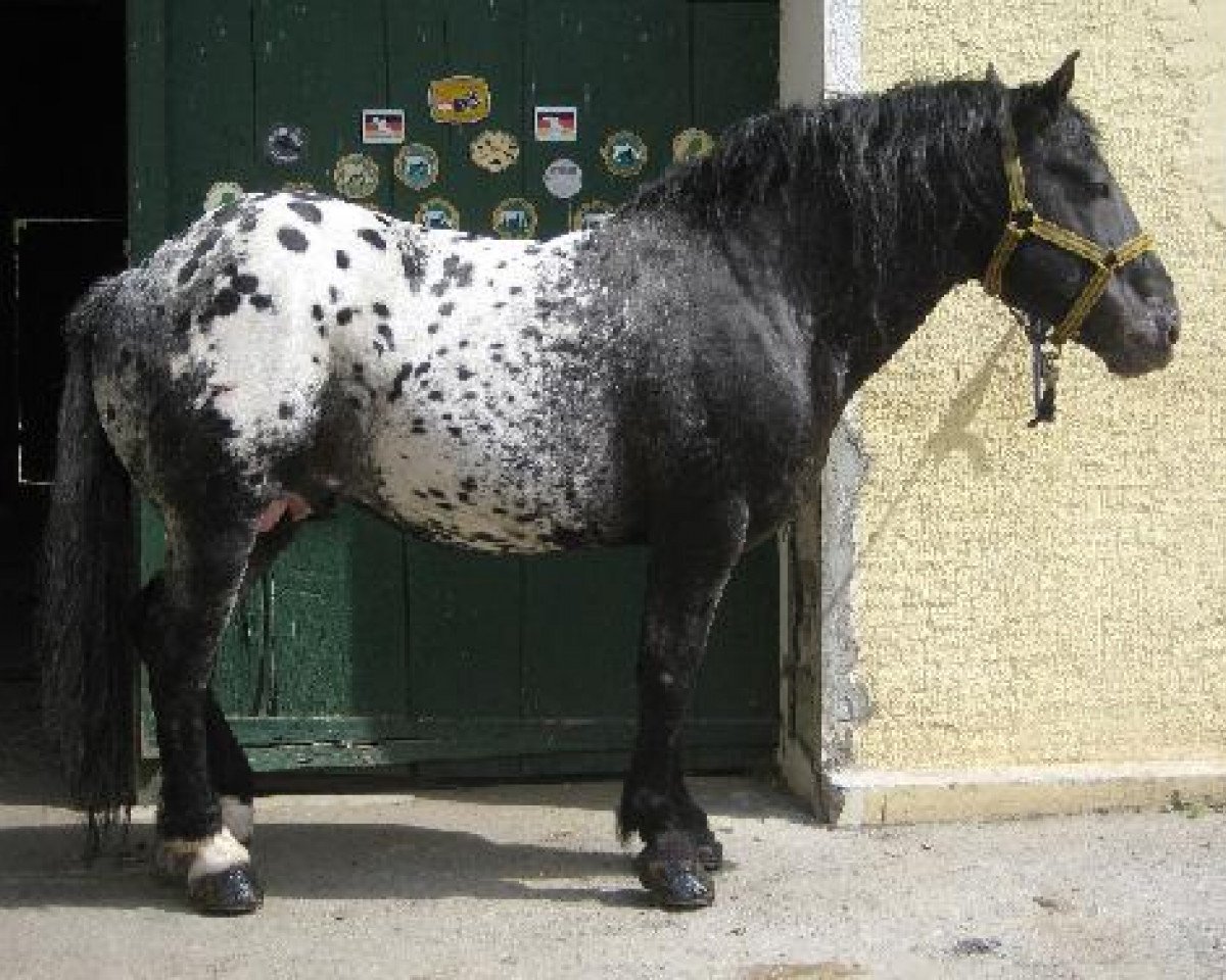 stallion Ludwig Grenzland (South German draft horse, 1998, from Grenzland Vulkan XIV)