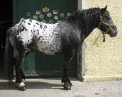 stallion Ludwig Grenzland (South German draft horse, 1998, from Grenzland Vulkan XIV)