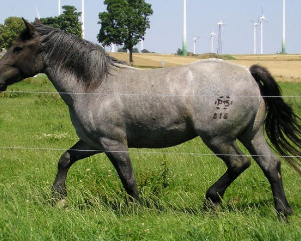 broodmare Veedar Vulkan (Noric, 2006, from Remus Vulkan XVII)