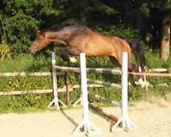 broodmare Cosma Diva (Oldenburg, 2003, from Contendro I)