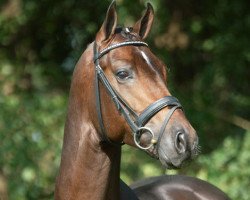 stallion Fuerstentraum 2 (Bavarian, 2003, from Fürst Heinrich)