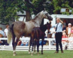 broodmare Pikdame (Hanoverian, 1983, from Pik Bube I)