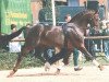stallion Grandus (Hanoverian, 1973, from Graphit)