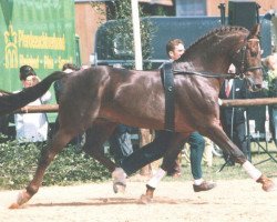 stallion Grandus (Hanoverian, 1973, from Graphit)