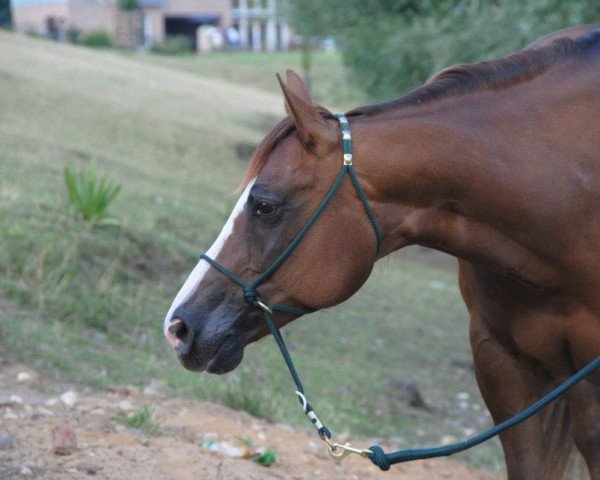 horse LF Mighty Queen (Quarter Horse, 2005, from Wimpys Little Step)