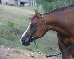 Pferd LF Mighty Queen (Quarter Horse, 2005, von Wimpys Little Step)