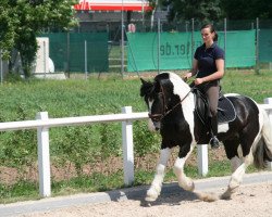 Dressurpferd Sapphire (Schweizer Warmblut, 2004)