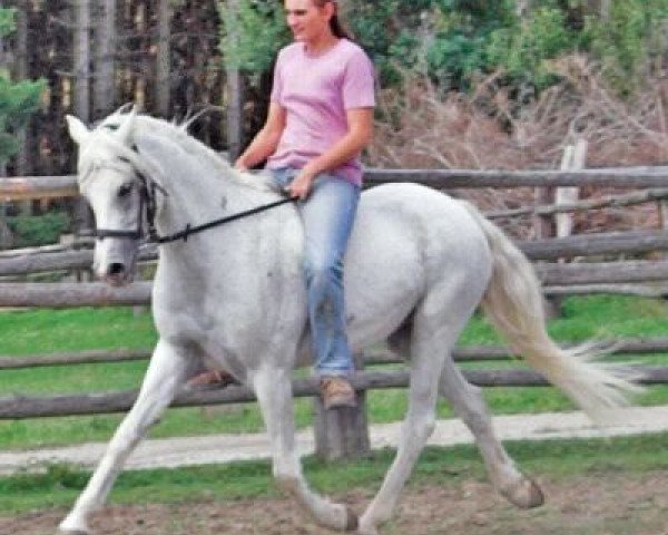 Zuchtstute Schönbrunn Ulegra (Deutsches Reitpony, 1984, von Ernford Grenadier)