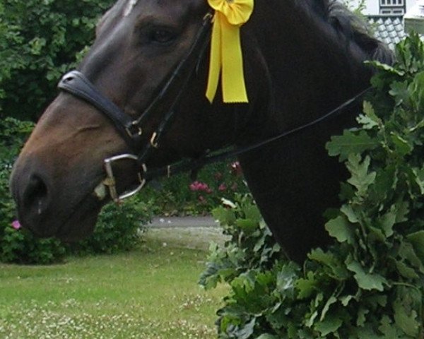 Pferd Shining (Trakehner, 1995, von Märchenkönig)