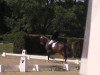 dressage horse Julius 125 (Oldenburg, 2007, from Just Perfect)