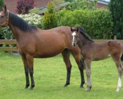 broodmare Victoria (Hanoverian, 1996, from Varus)