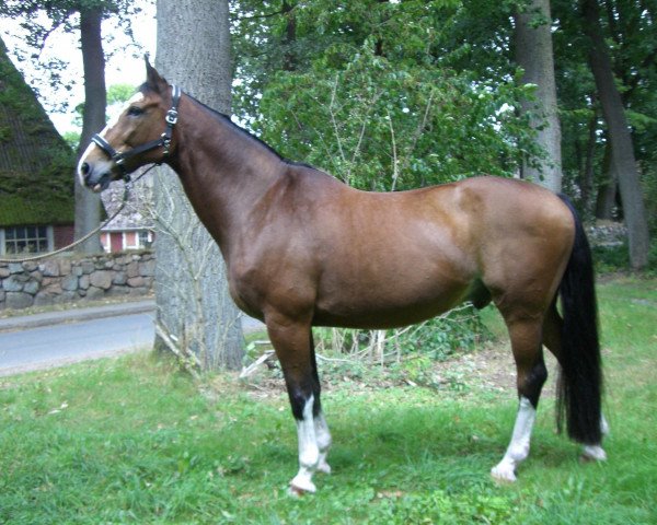 horse Cantorano 2 (Hanoverian, 1992, from Colani)