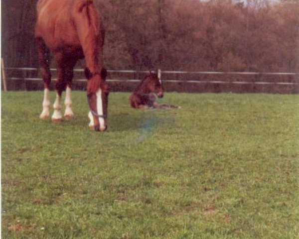 broodmare Admara (Württemberger, 1987, from Admiral II)