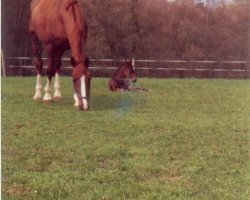 broodmare Admara (Württemberger, 1987, from Admiral II)