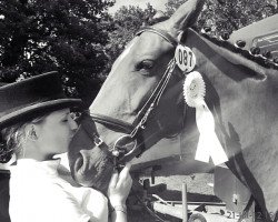 Springpferd Raschka (Oldenburger Springpferd, 2006, von Ludwig von Bayern 168 FIN)