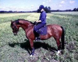 dressage horse Desteny (Westphalian, 1999, from Dimension)