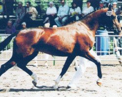 broodmare Loraine (Rhinelander, 1999, from Lord Sinclair I)