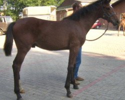 dressage horse Sir Lothringer (Rhinelander, 2006, from Sir Donnerhall I)