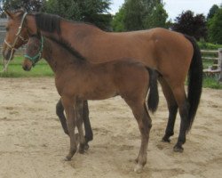 dressage horse Aragon (Oldenburg, 2010, from Abanos)