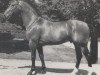stallion Graf Spee (Hanoverian, 1976, from Graphit)