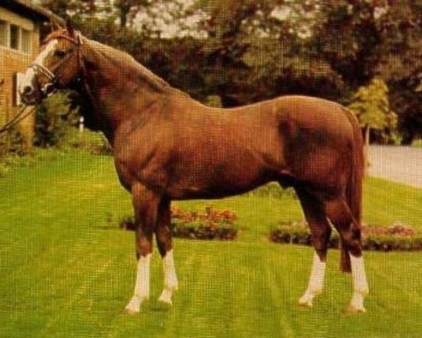 horse Futuro (Selle Français, 1966, from Furioso xx)
