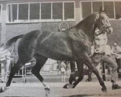 broodmare Wega (Oldenburg, 1972, from Futuro)