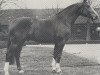 horse Graziano (Hanoverian, 1976, from Grande)