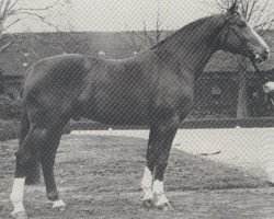 stallion Graziano (Hanoverian, 1976, from Grande)