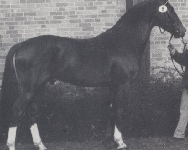 stallion Cubaner (Oldenburg, 1989, from Castro)