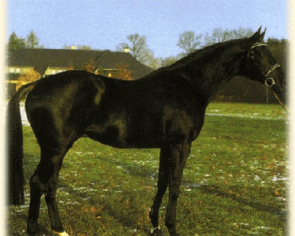 Pferd Justinian xx (Englisches Vollblut, 1985, von Kronenkranich xx)