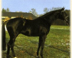 stallion Justinian xx (Thoroughbred, 1985, from Kronenkranich xx)