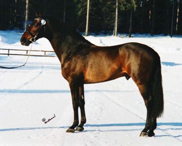 stallion Lancetto 93 FIN (Holsteiner, 1993, from Landgraf I)
