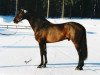 stallion Lancetto 93 FIN (Holsteiner, 1993, from Landgraf I)