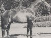 stallion Goldrausch II (Westphalian, 1977, from Gottschalk)