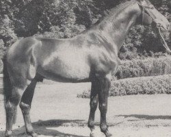 stallion Goldrausch II (Westphalian, 1977, from Gottschalk)