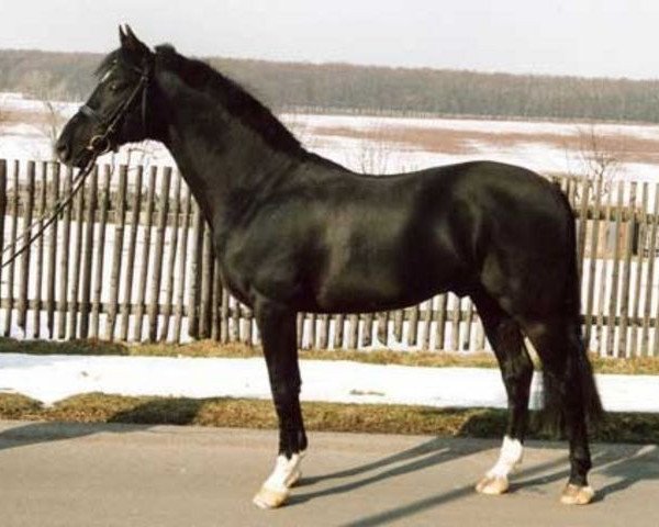 stallion Playboy (German Riding Pony, 1994, from Playback)