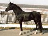 stallion Playboy (German Riding Pony, 1994, from Playback)