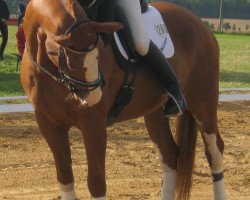 dressage horse William (Hanoverian, 2000, from Welser)