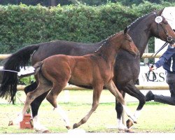 broodmare Stute von Quipeggio / Clay (Westphalian, 2012, from Quipeggio)