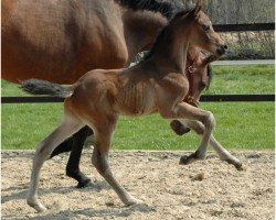 dressage horse Iromir (Westphalian, 2010, from Iskander)