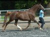 broodmare Charlott (Rhinelander, 2000, from Champus)